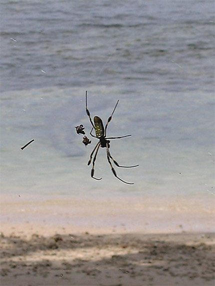 Araignée au Parc de Cahuita