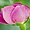 Sétif - Jardin Emir Abdelkader - Une rose