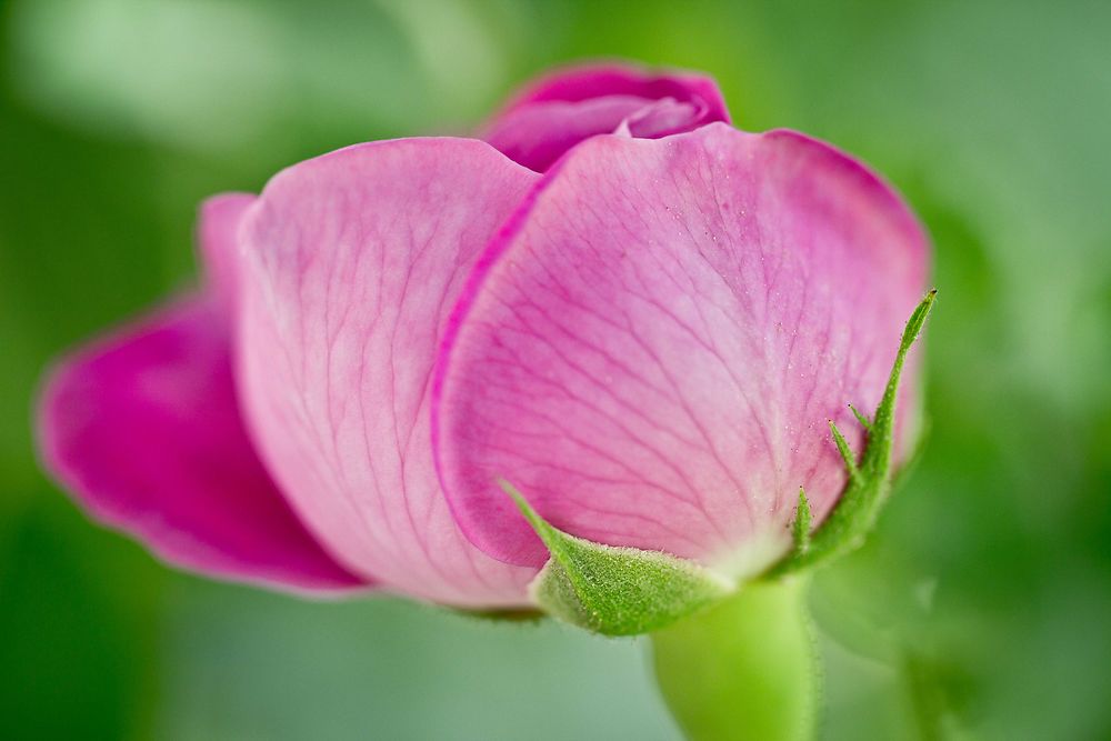 Sétif - Jardin Emir Abdelkader - Une rose