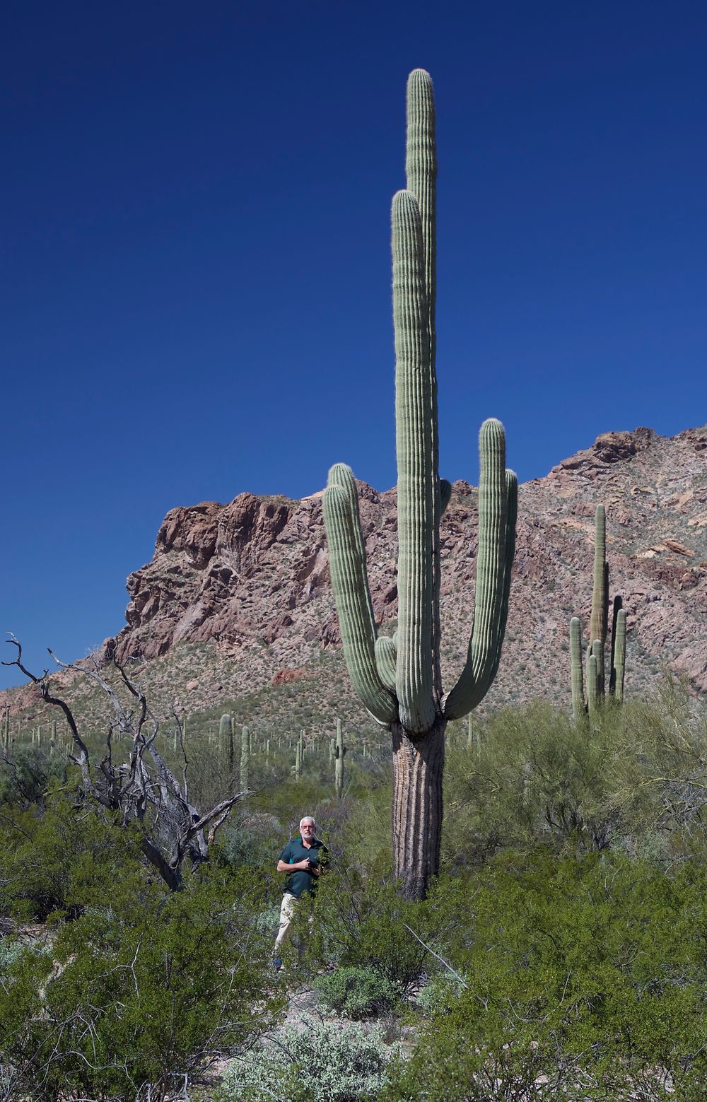 Organ Pipe National Park