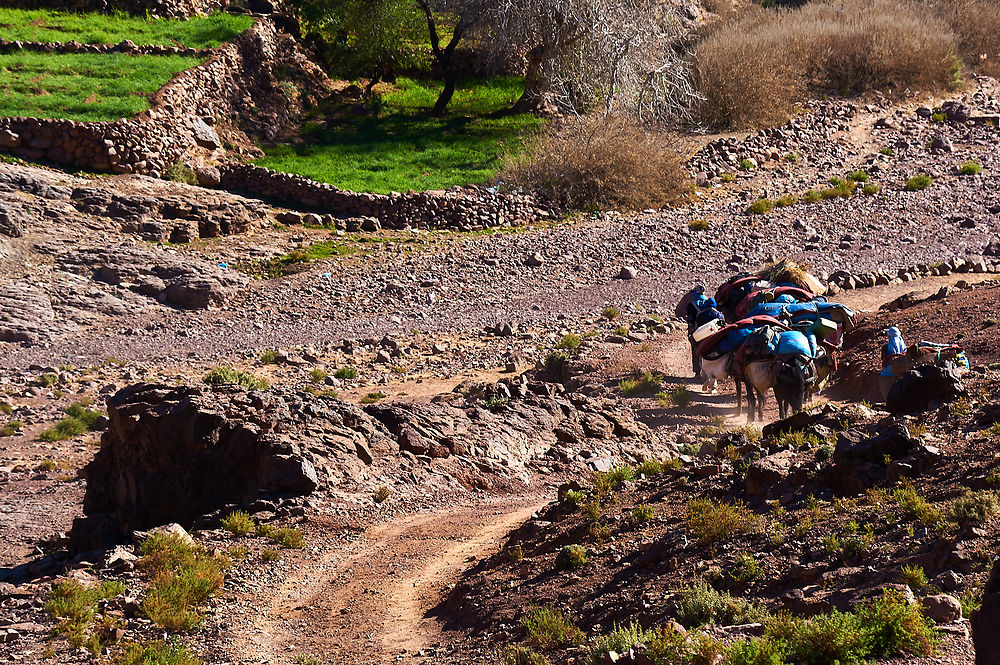 Caravane de Mules