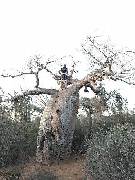 Forêt de baobabs à Madagascar 