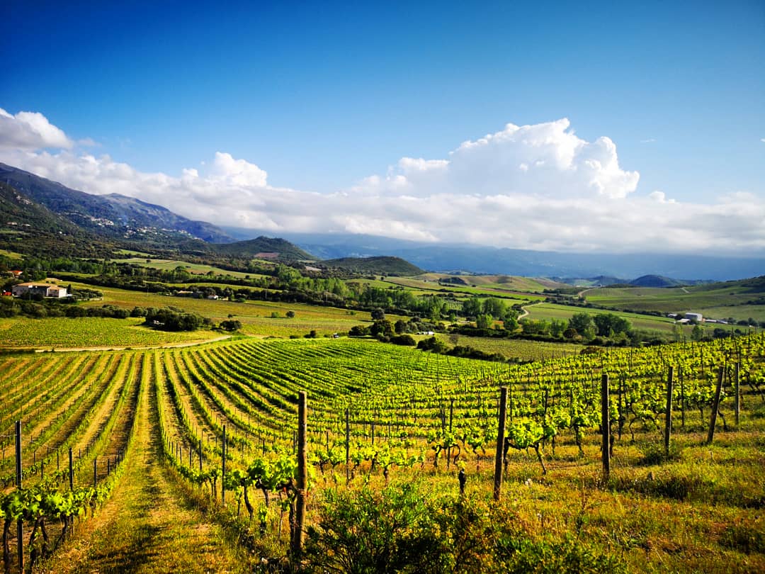 Vignes corses de Patrimonio Vignes corses de Patrimonio