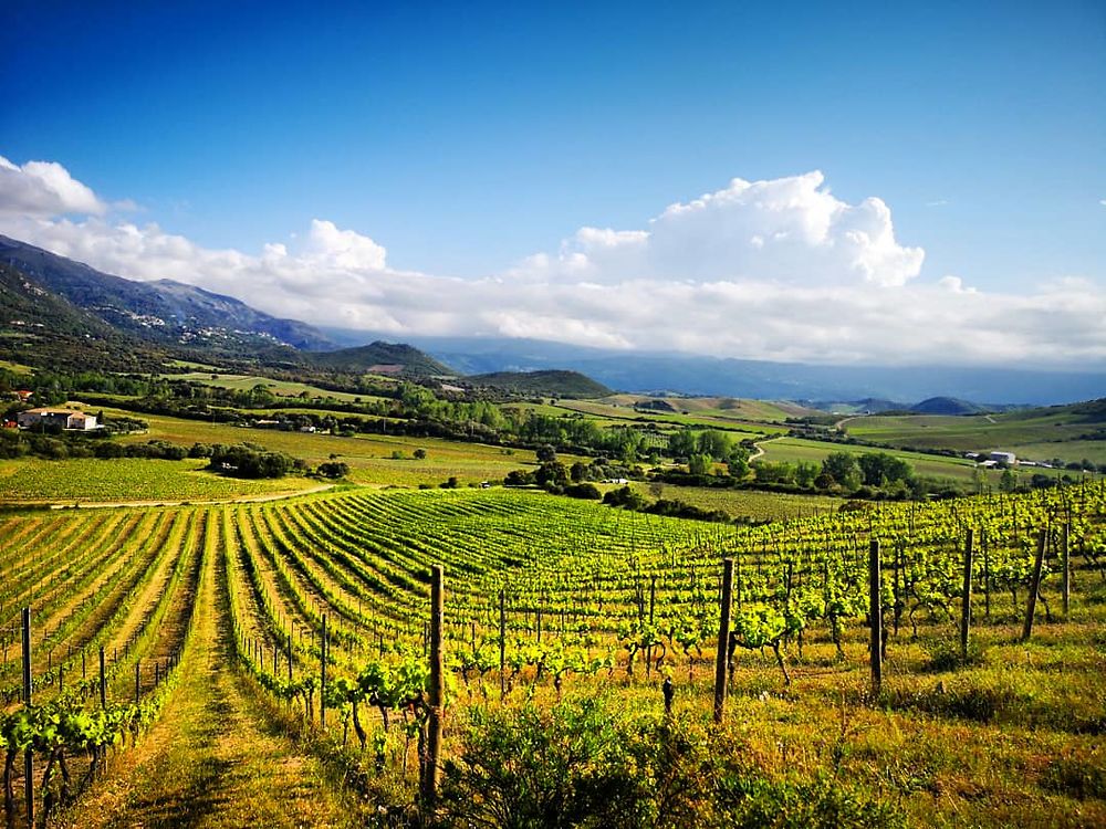 Vignes corses de Patrimonio 