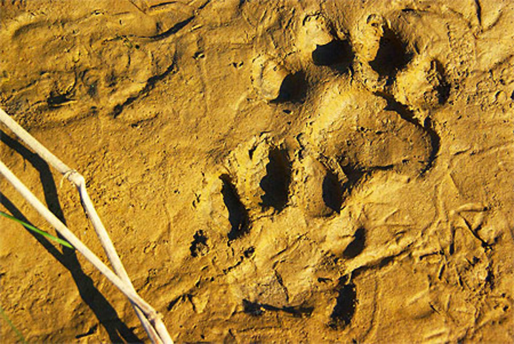 Traces de Tigre dans l'Or du Couchant