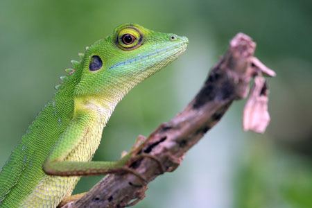 Lézard vert en Malaisie Lézard vert en Malaisie