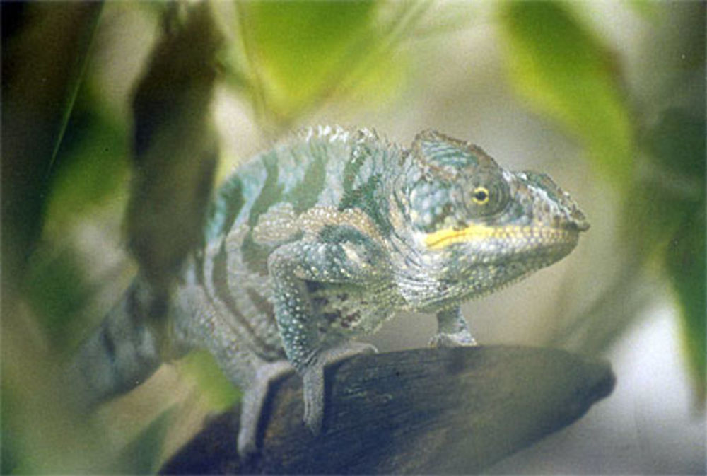 Caméléon