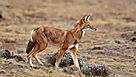 Faune et flore des montagnes de Bal&eacute; en &Eacute;thiopie