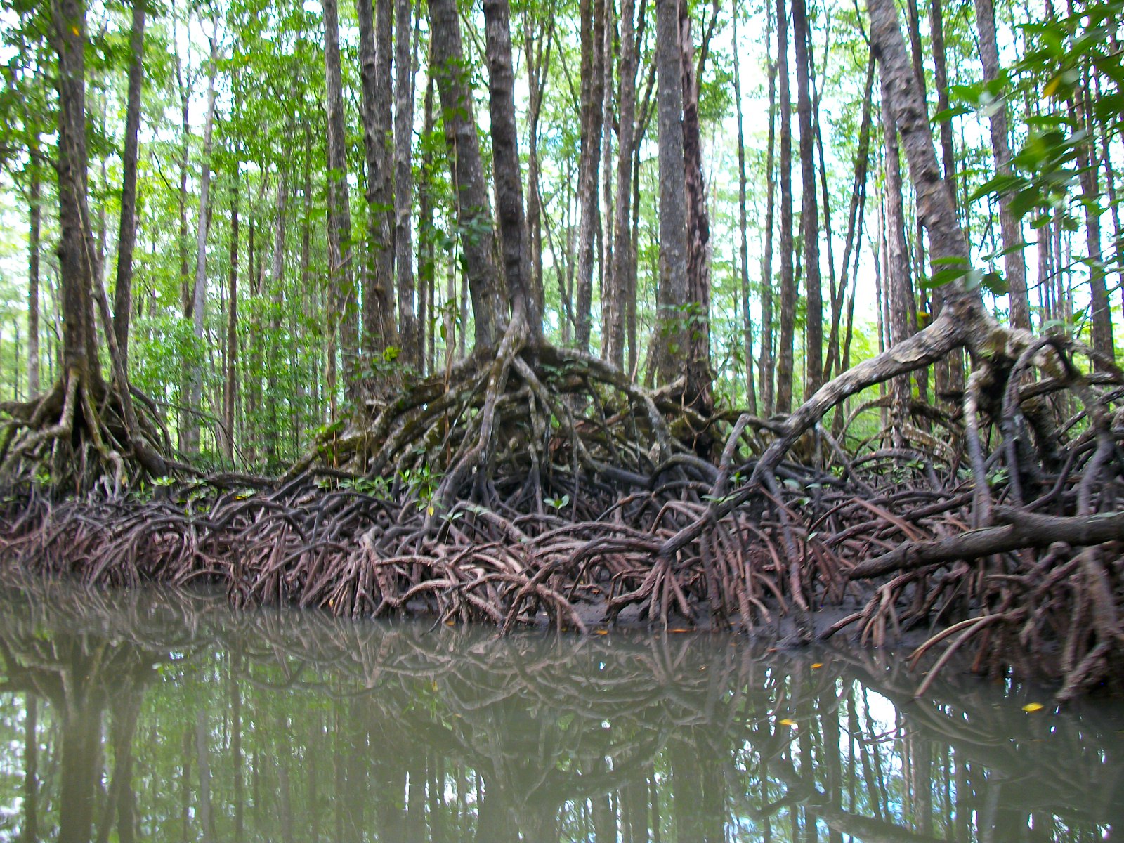 Mangrove River à Sabang Mangrove River à Sabang