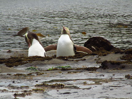  Colonie de pingouin  de Curio Bay