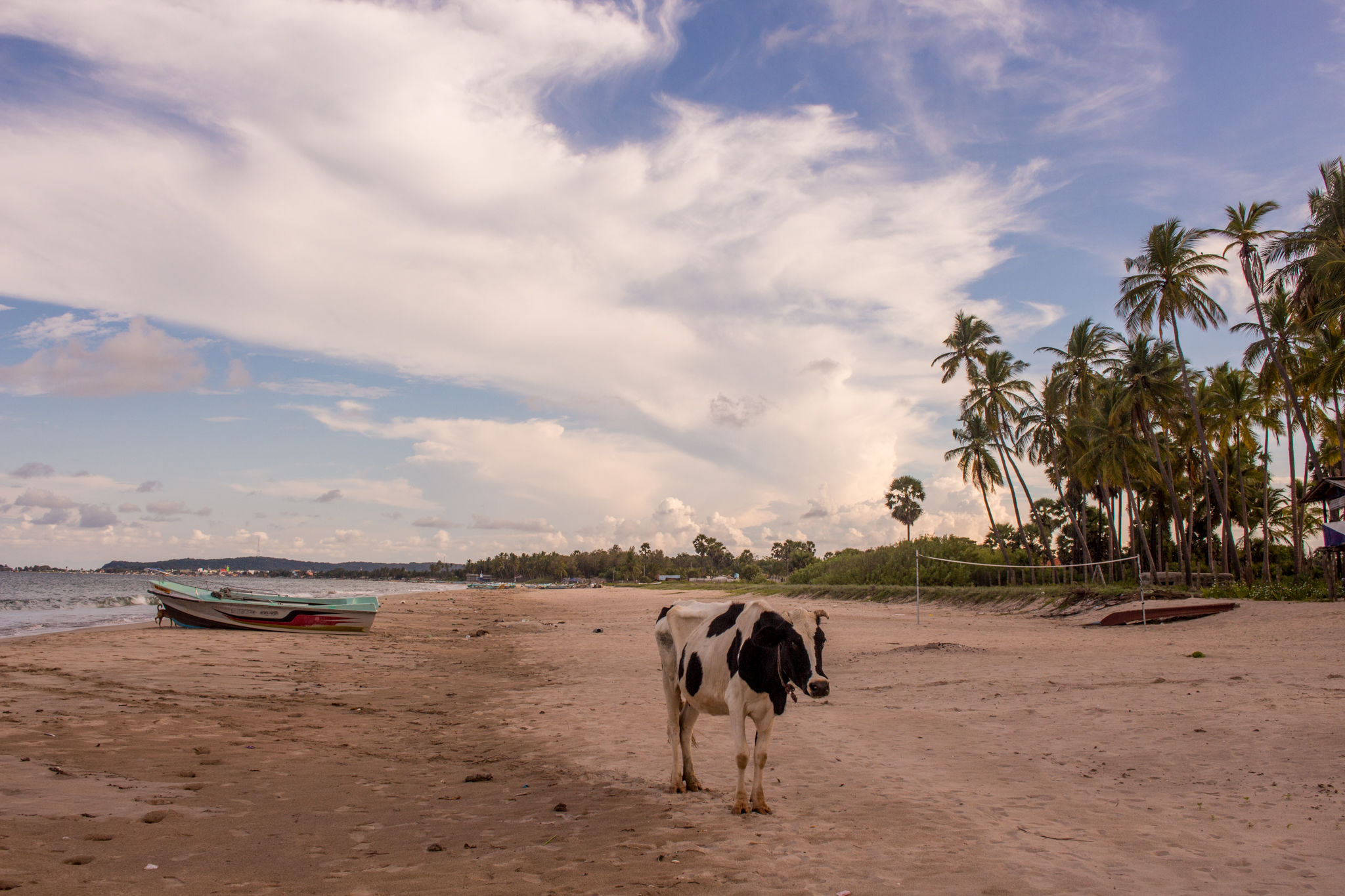 Vache sacrée à Trincomalee