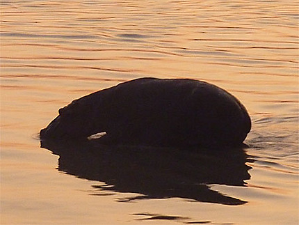 Hippopotame au coucher de soleil