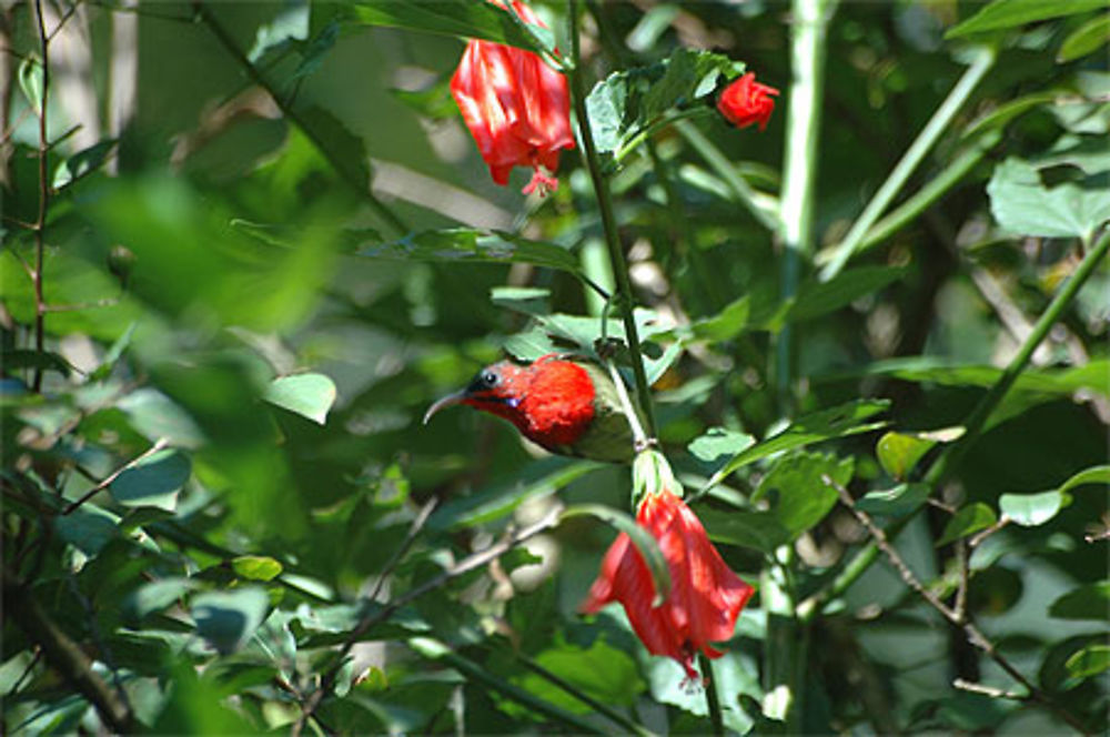 Souimanga siparaja (Aethopyga siparaja)