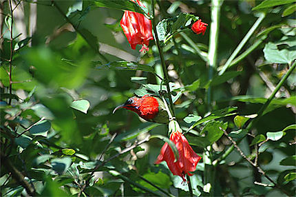 Souimanga siparaja (Aethopyga siparaja)