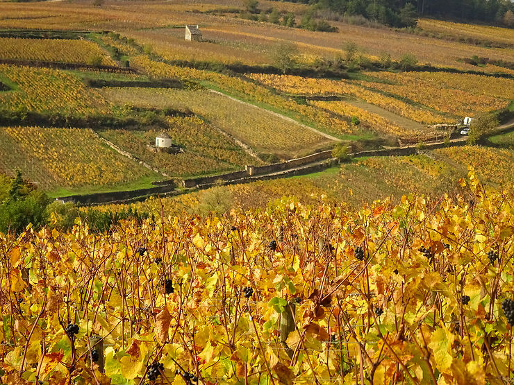 Randonnée dans les vignes autour de Beaune