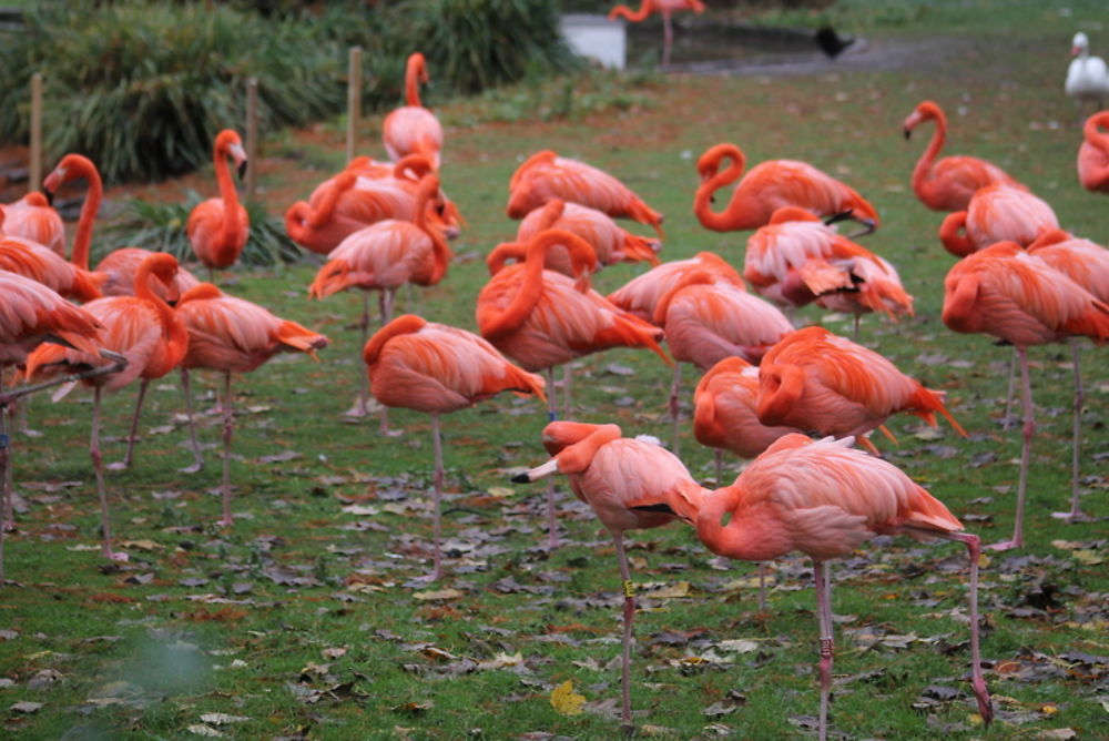 Les flamants roses