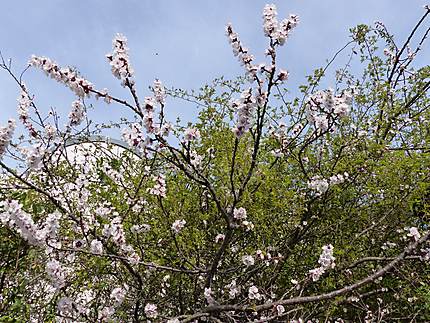 Cerisiers en fleurs 