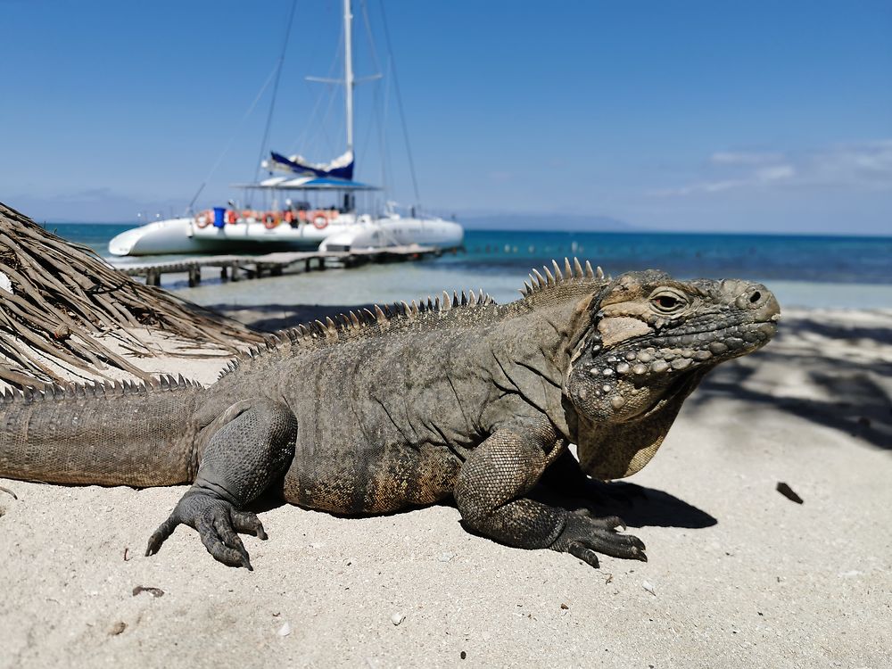 Iguane à cayo macho 