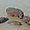Hippopotames dans la rivière Luangwa