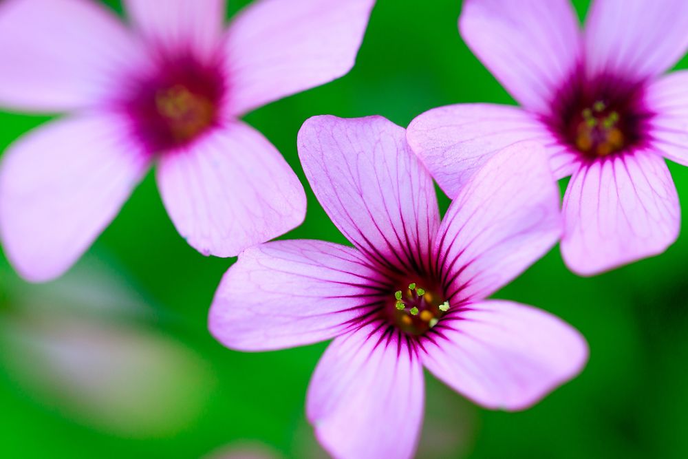 Sétif - Jardin Emir Abdelkader - Petites fleurs