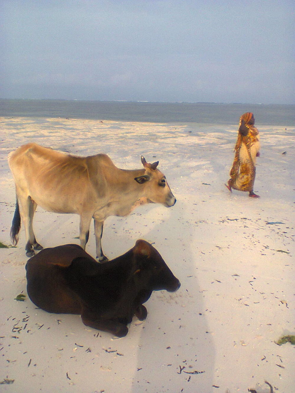 Vaches sur la plage