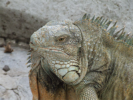 Iguane vert Iguane vert
