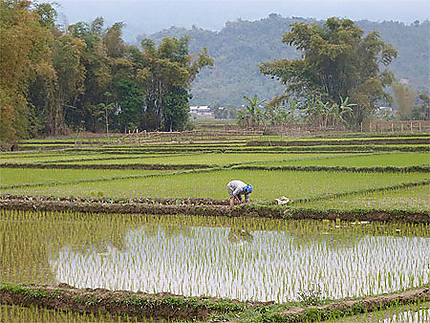 Femme travaillant dans les rizières
