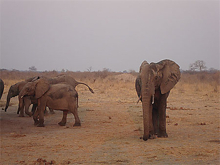 Eléphants dans le parc Hwange