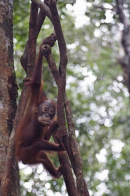 Orang outan jeune dans les arbres