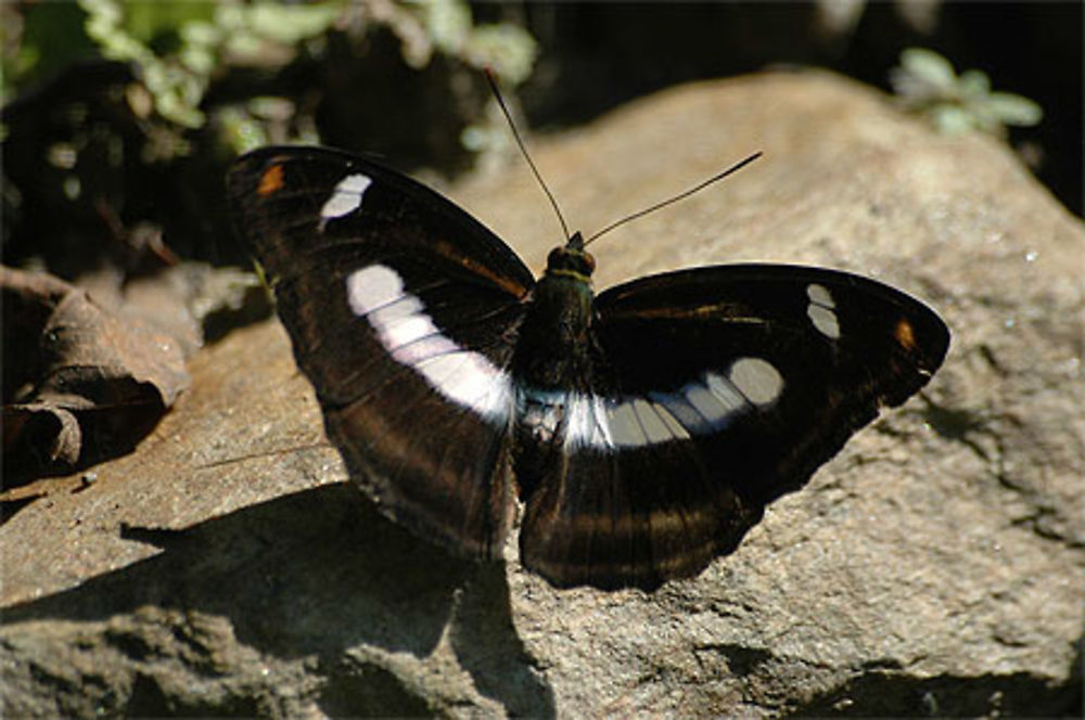 Papillon