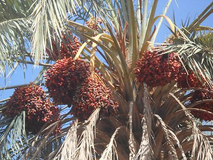 Palmiers dattiers à Figuig