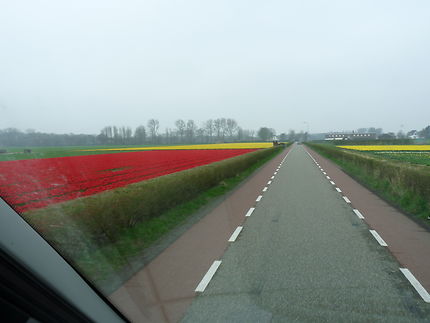 Champ de tulipes en Hollande