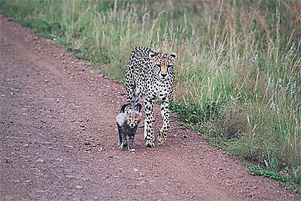 Maman guépard et son petit