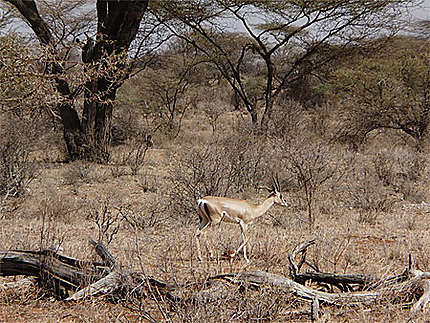 Gazelle de Grant male