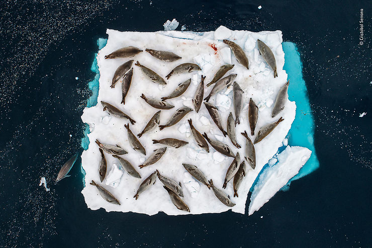 Phoques au repos sur un lit de glace, Errera Channel, Péninsule Antarctique