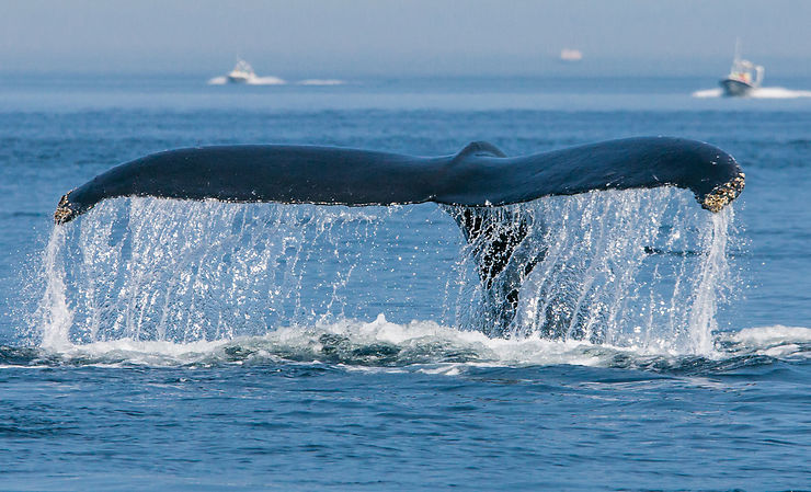 Baleines - Québec, Canada