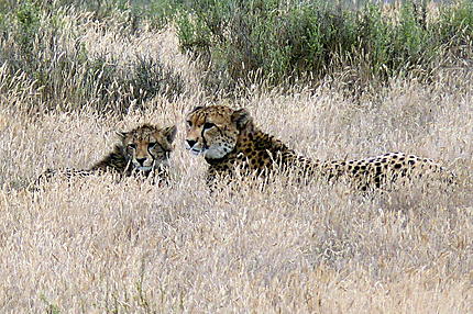 Jeune guépard (cheetah) et sa mère