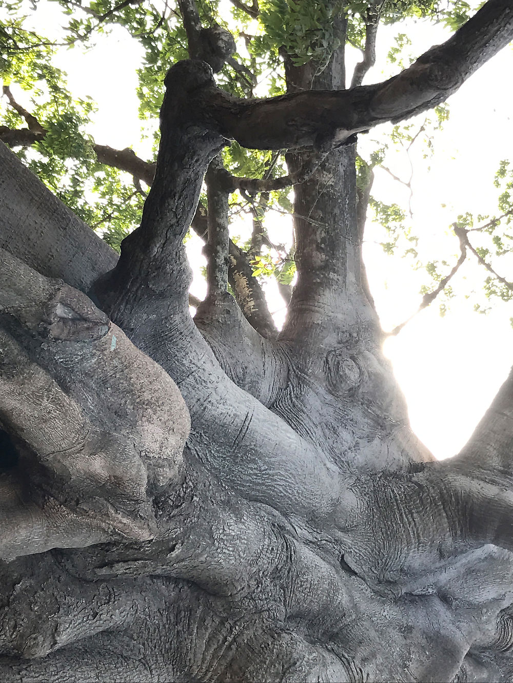 Les arbres éléphants 