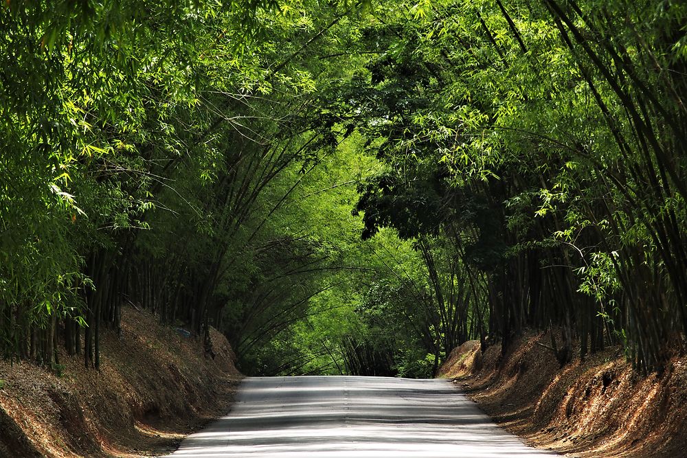 Bamboo Road