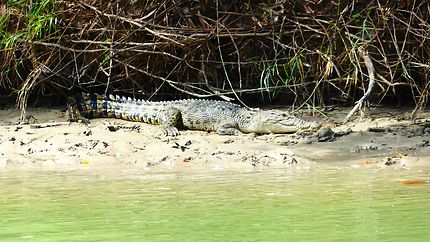 Alligator river