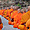Les moines aux temples d'Angkor