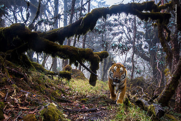 Tigre du Bengale, Bhoutan