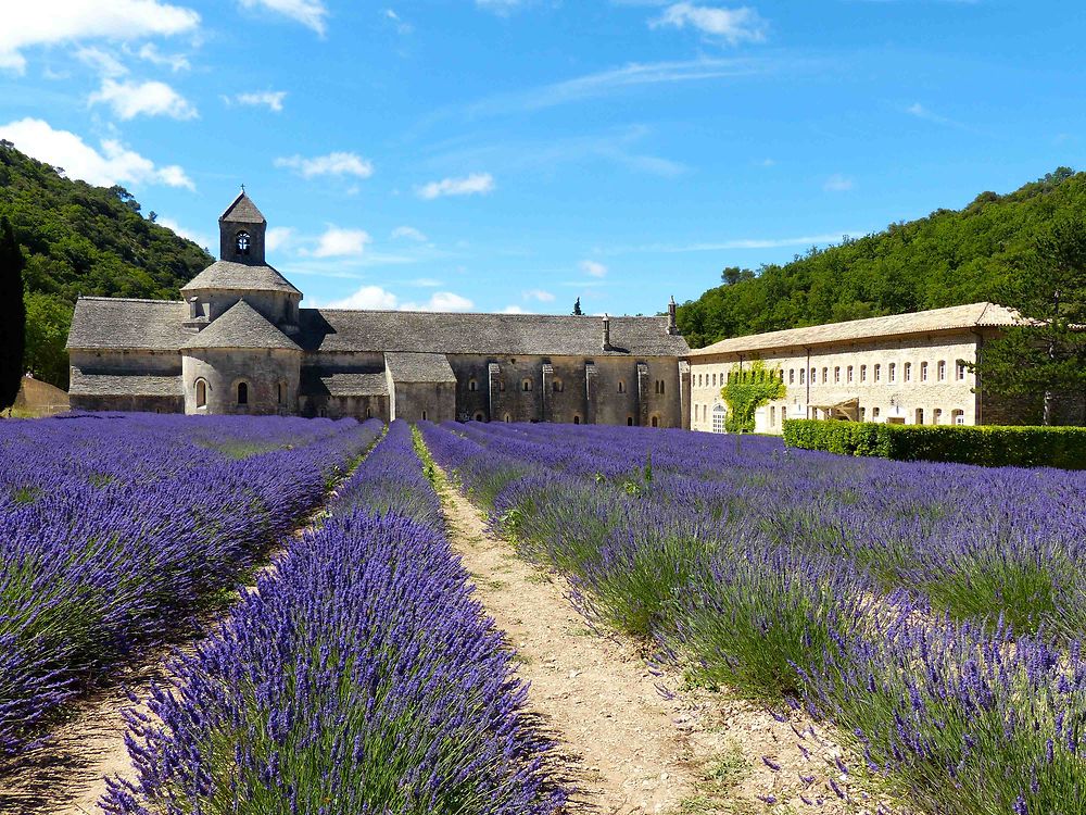 Abbaye de Sénanque