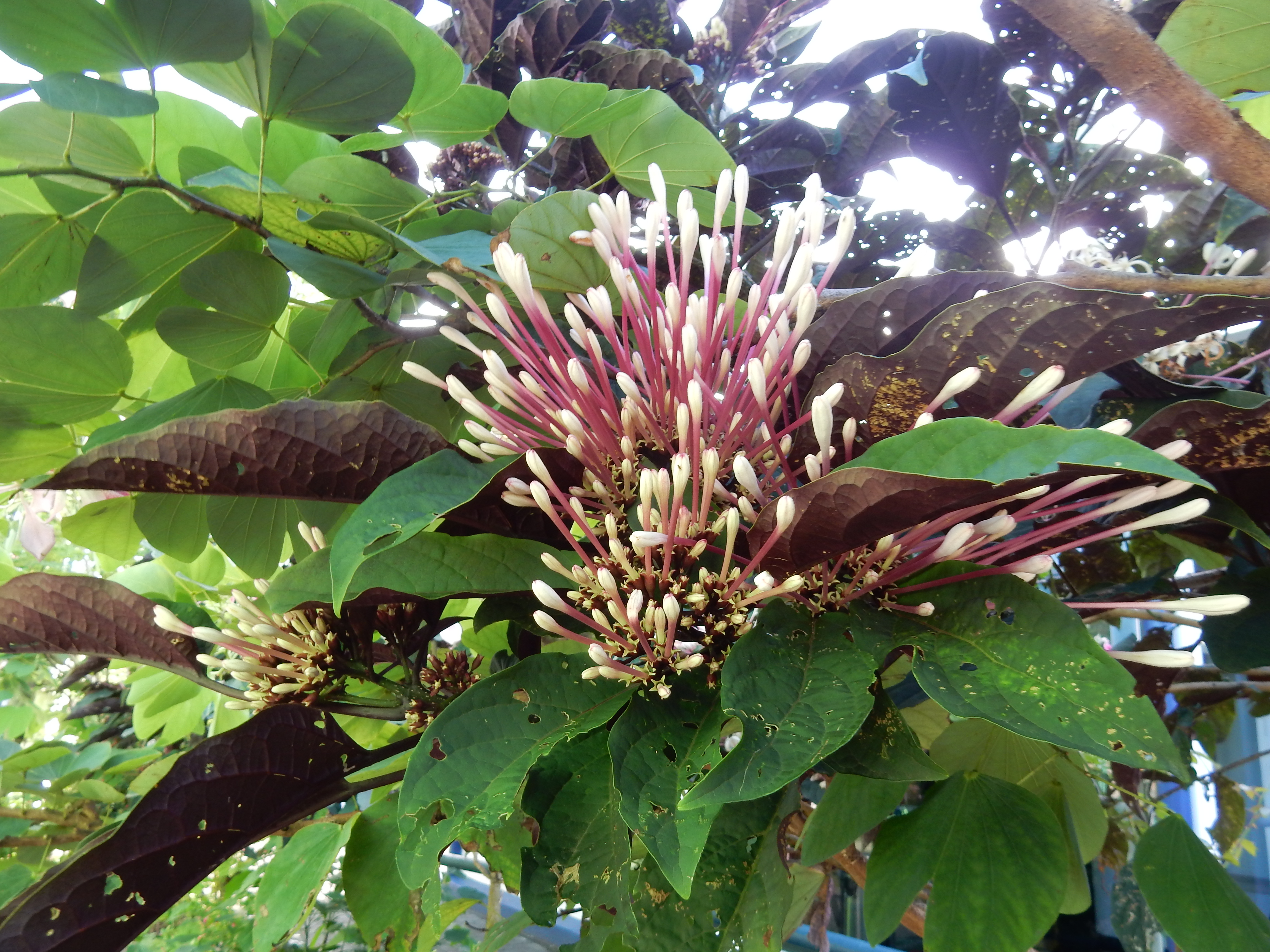 Fleur coton tige : Fleurs : Parc national de Tortuguero : Côte Caraïbes :  Costa Rica : Routard.com