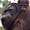 Orang outan mère et son petit