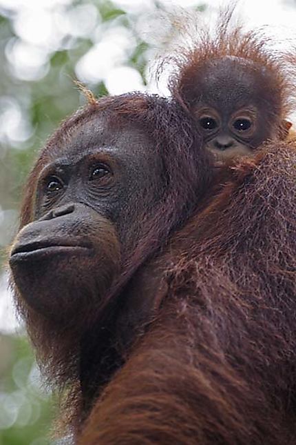 Orang outan mère et son petit