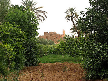 Maroc, palmeraie aux environs de Tinerhir.