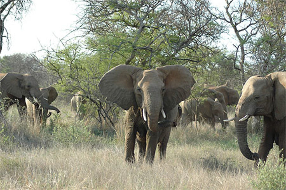 Un éléphant en colère