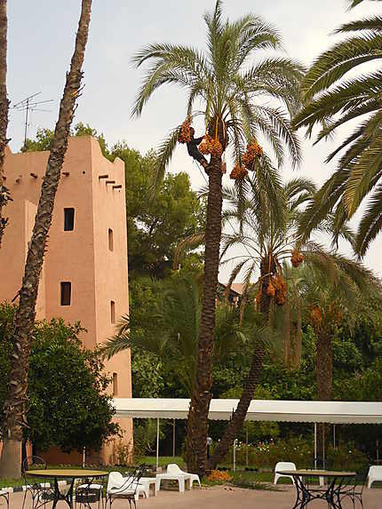Cueillette des dattes en plein Marrakech