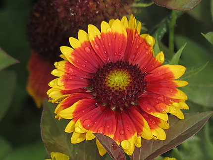 La fleur à La Martre